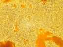 Yeast Oеnoferm C2, 1 kg
